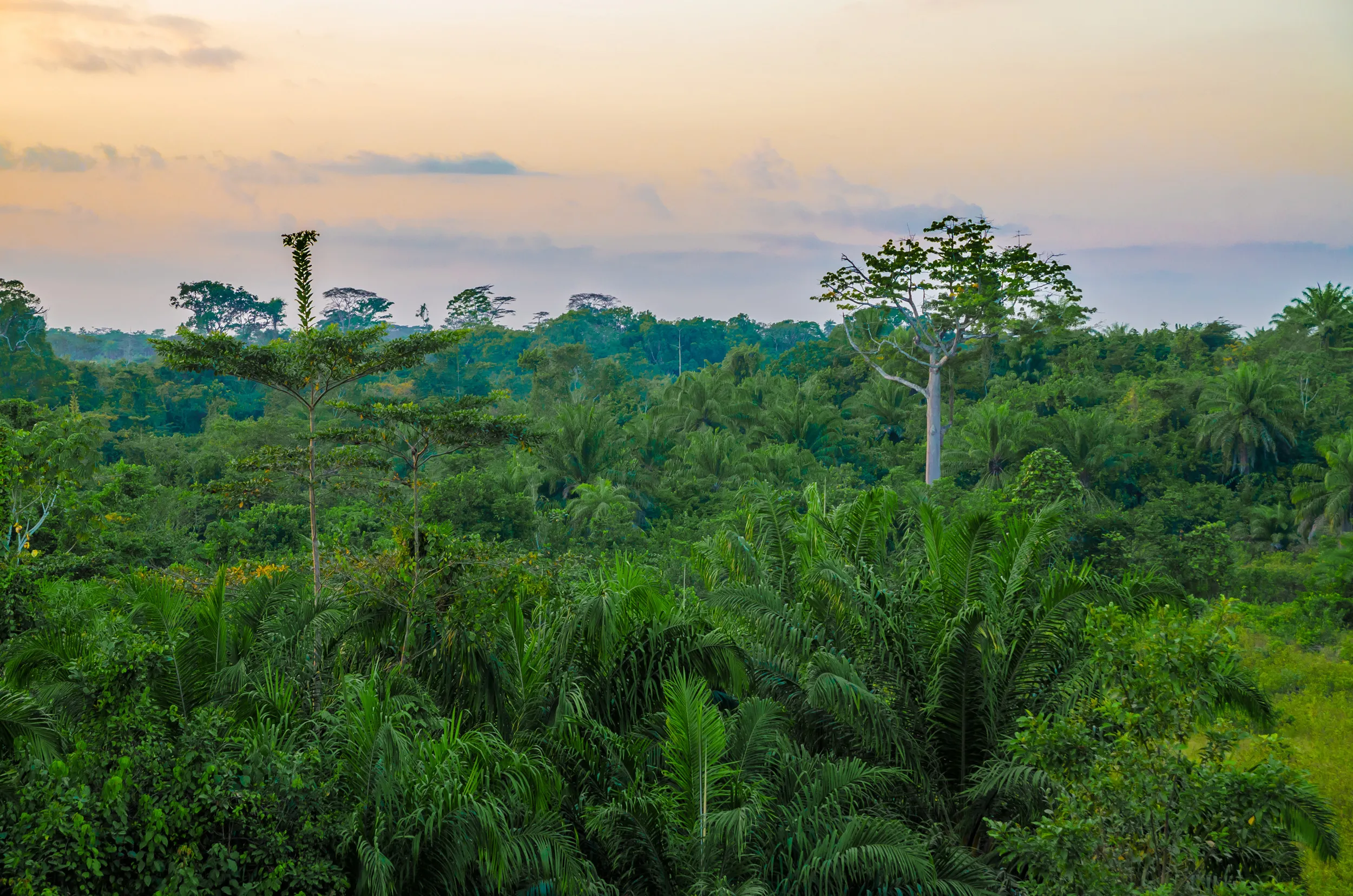 A view across the dense canopy of the Liberian rainforest.